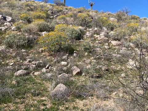 Catalina State Park-图森必去景点