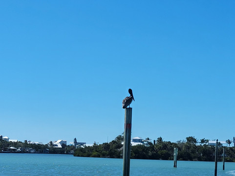 Gasparilla Boat Tours-恩格尔伍德必去景点