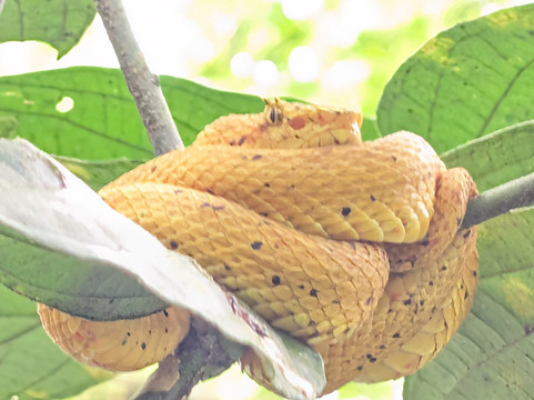 Costa Rica One On One Tours-Playas del Coco必去景点