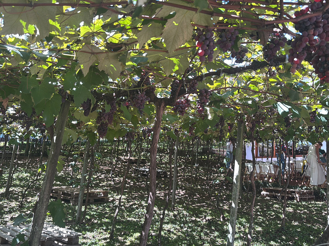 Cristofoli Vinhos de Familia-本图贡萨尔维斯必去景点