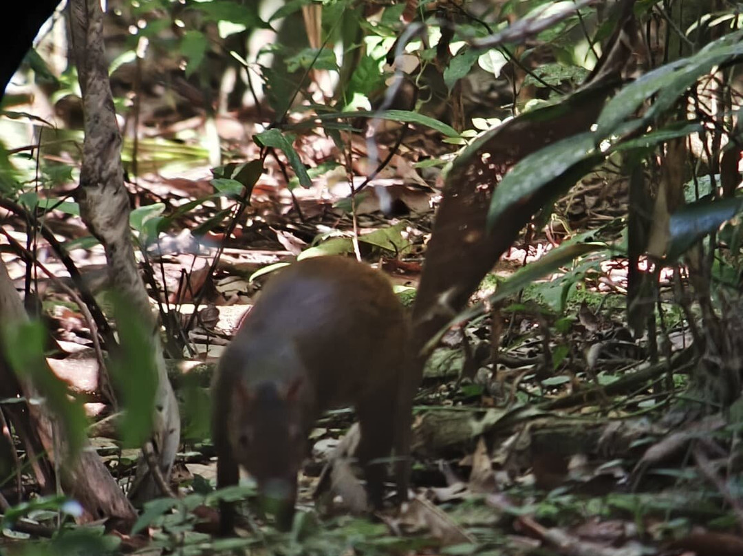 Jaguar Corcovado Tours-希门尼斯港必去景点