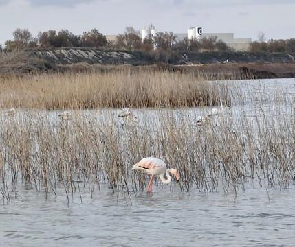 Parque Regional Salinas-San Pedro del Pinatar必去景点