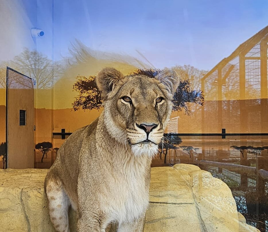 The Big Cat Sanctuary-Smarden必去景点