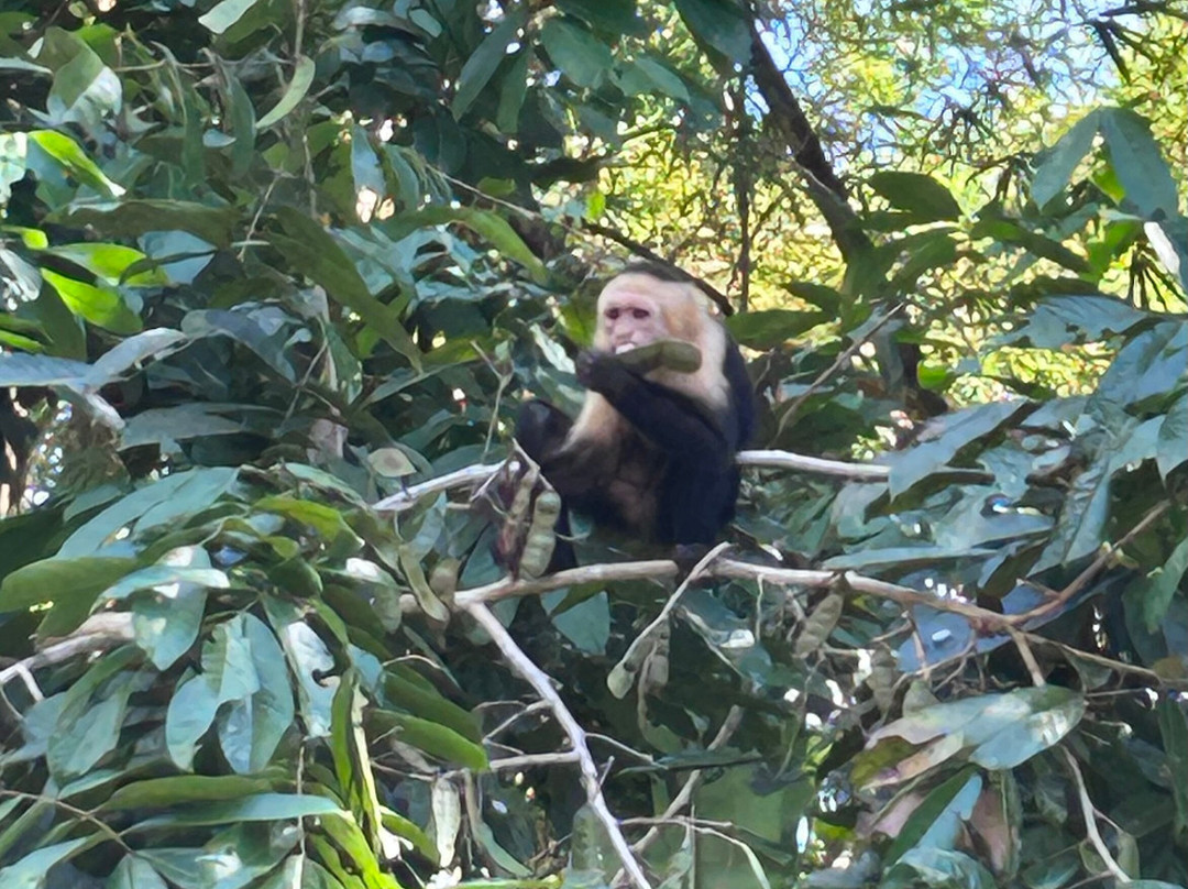 Kokopelli Wildlife Tours-Sierpe必去景点