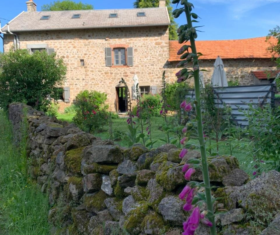 Lavande