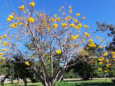 Dominica Botanic Gardens-罗索必去景点