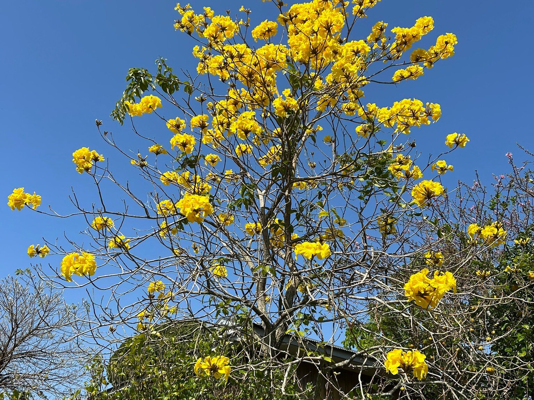 Shodon Deigo Trees-濑户内町必去景点