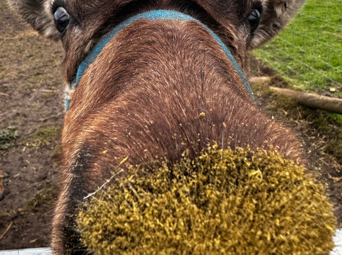 Willow Tree Family Farm-Shirebrook必去景点