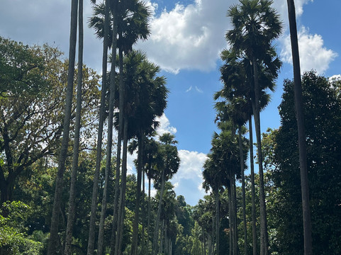 Paradise Kandy Taxi-康提必去景点