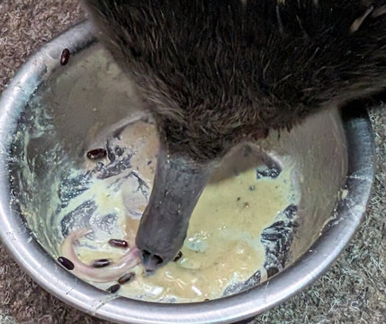 Platypus House-Beauty Point必去景点