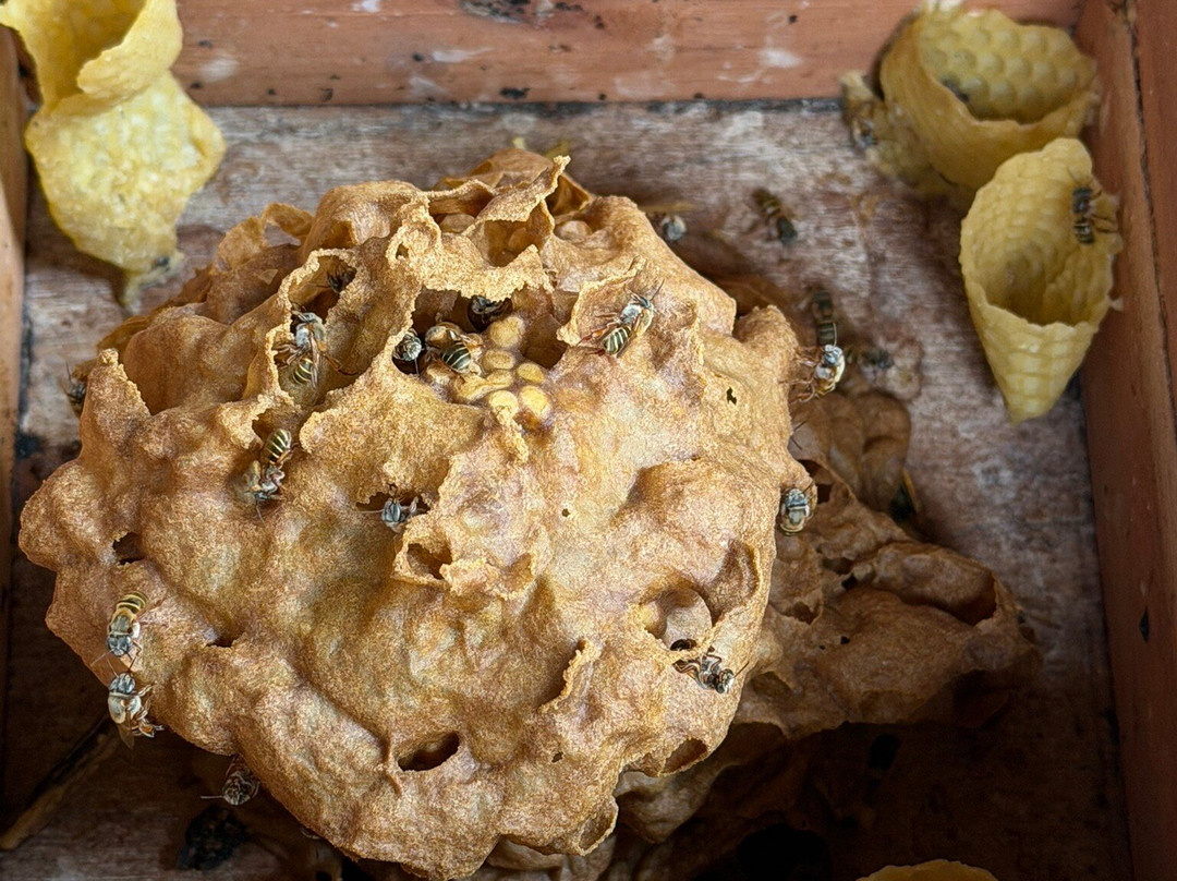 Bee Friendly Conservation Park-考祖梅必去景点