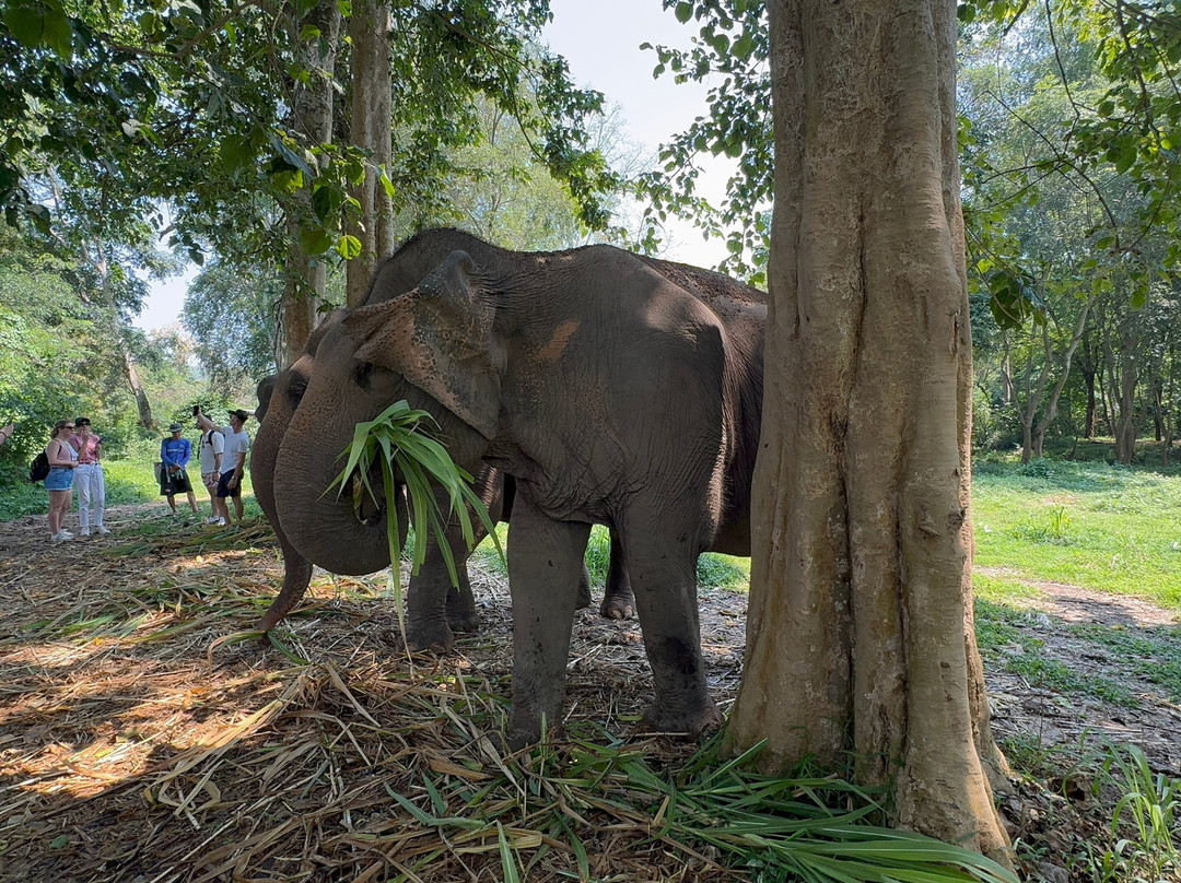 Elephant Haven-柿约必去景点