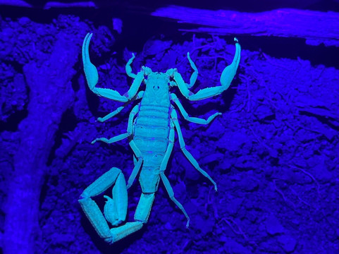 Monteverde Nature Tracks-蒙特沃德必去景点