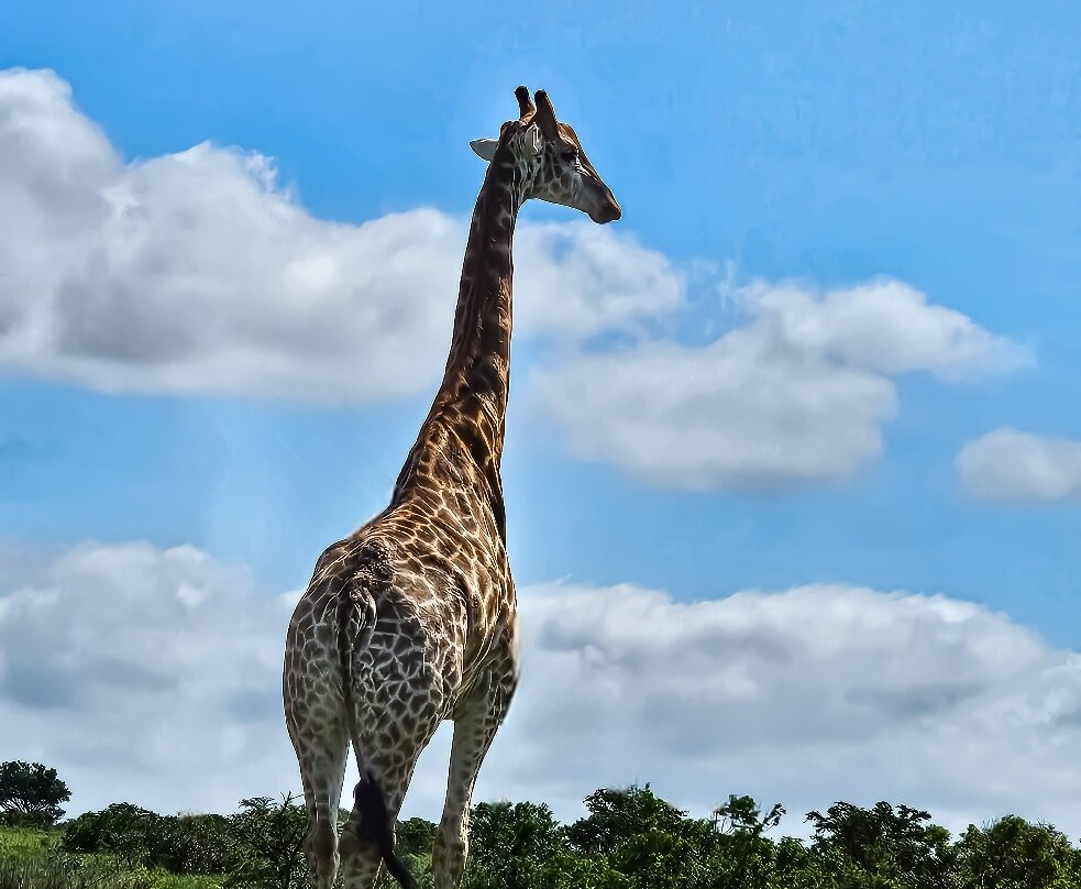 Sibuya Game Reserve - Private Day Trips-Kenton-on-Sea必去景点