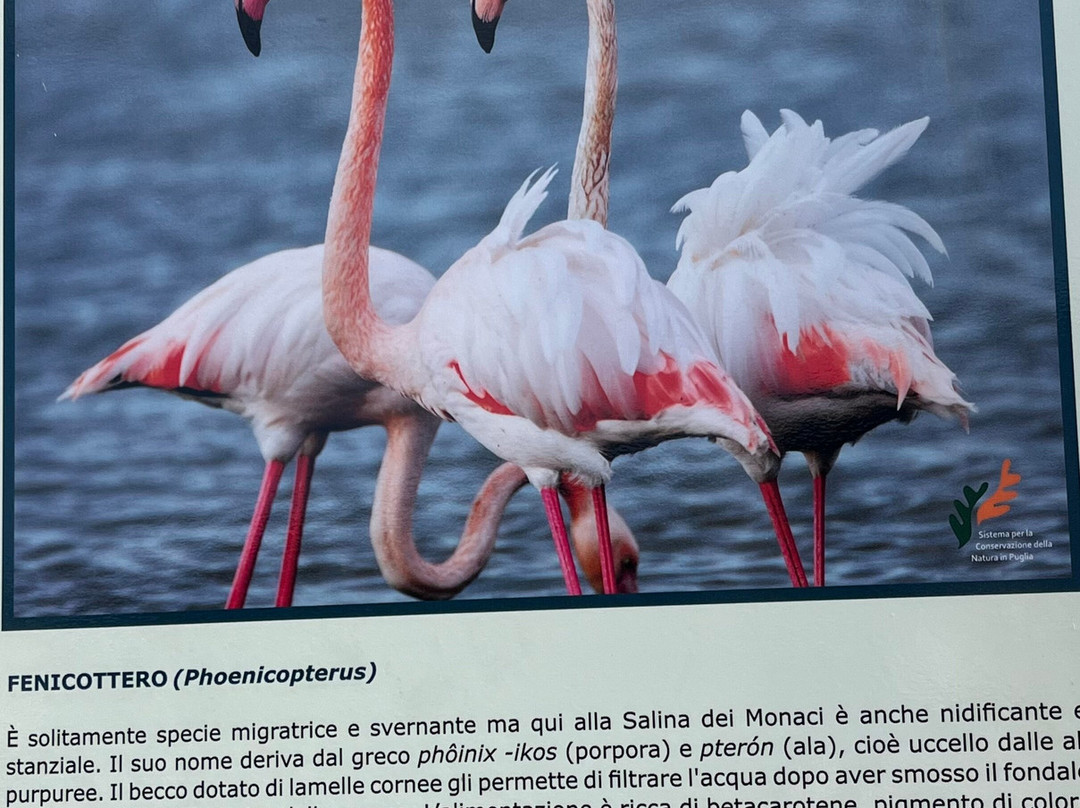 Spiaggia Salina dei Monaci-Manduria必去景点