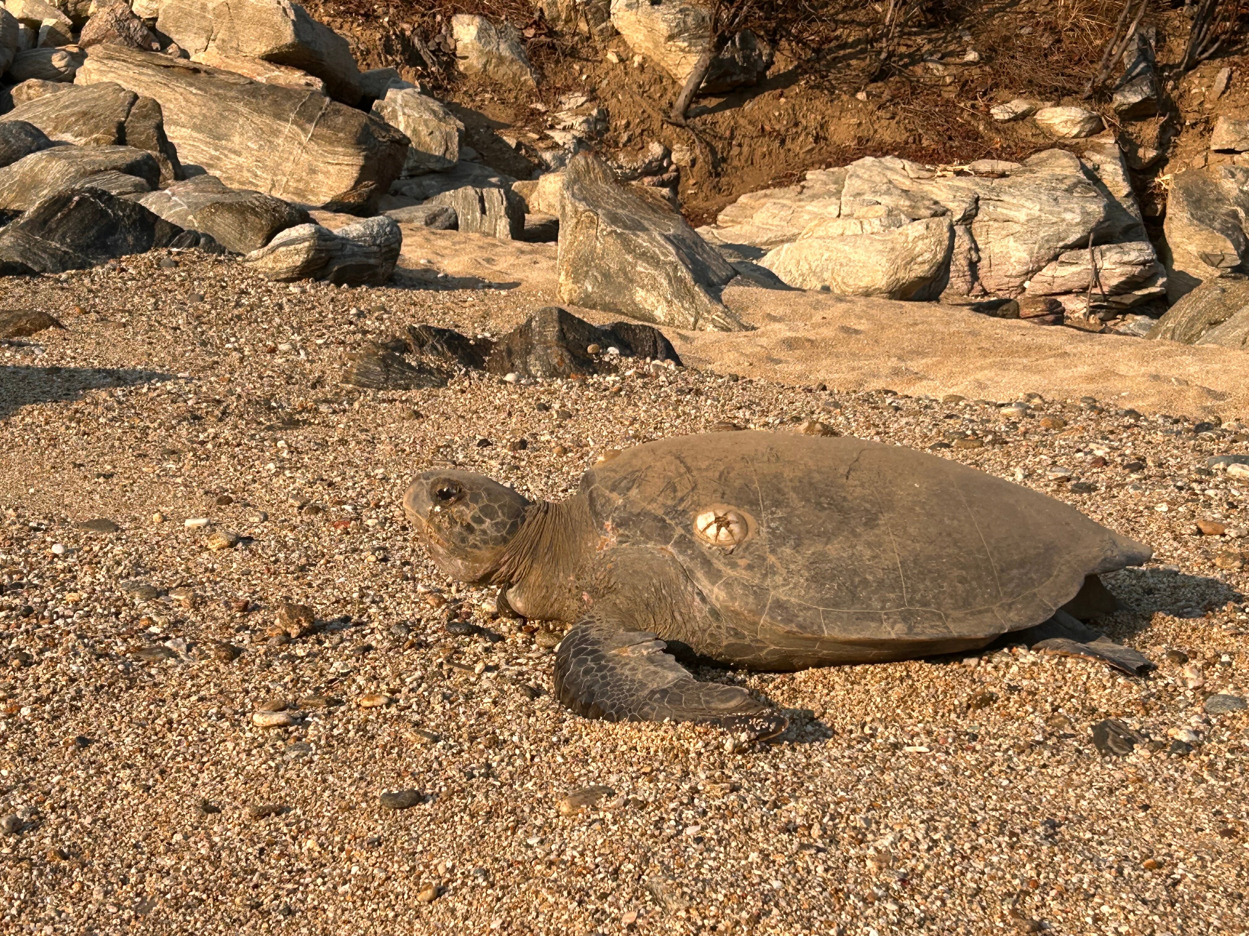 Bahia de la Luna-官方