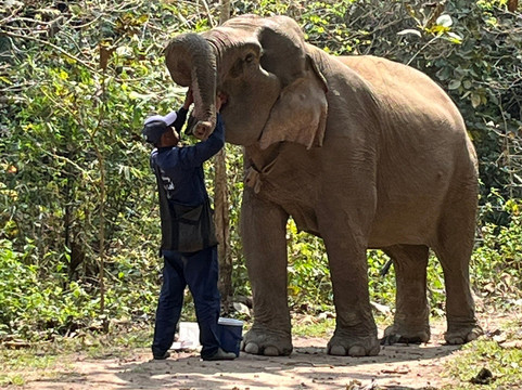 Mekong Elephant Park-北宾必去景点