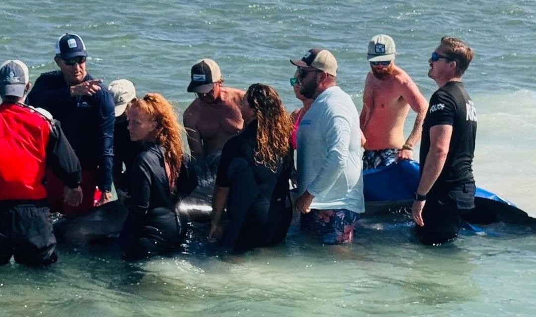 Dolphin Life-拉哥岛必去景点