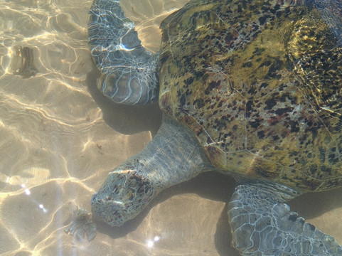 Turtle Beach-希克杜沃必去景点