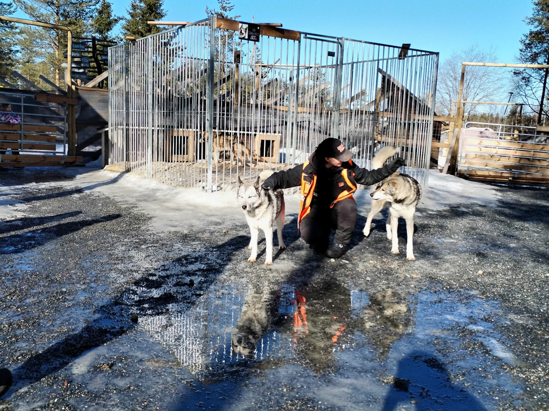 Arctic Circle Husky Park-罗瓦涅米必去景点