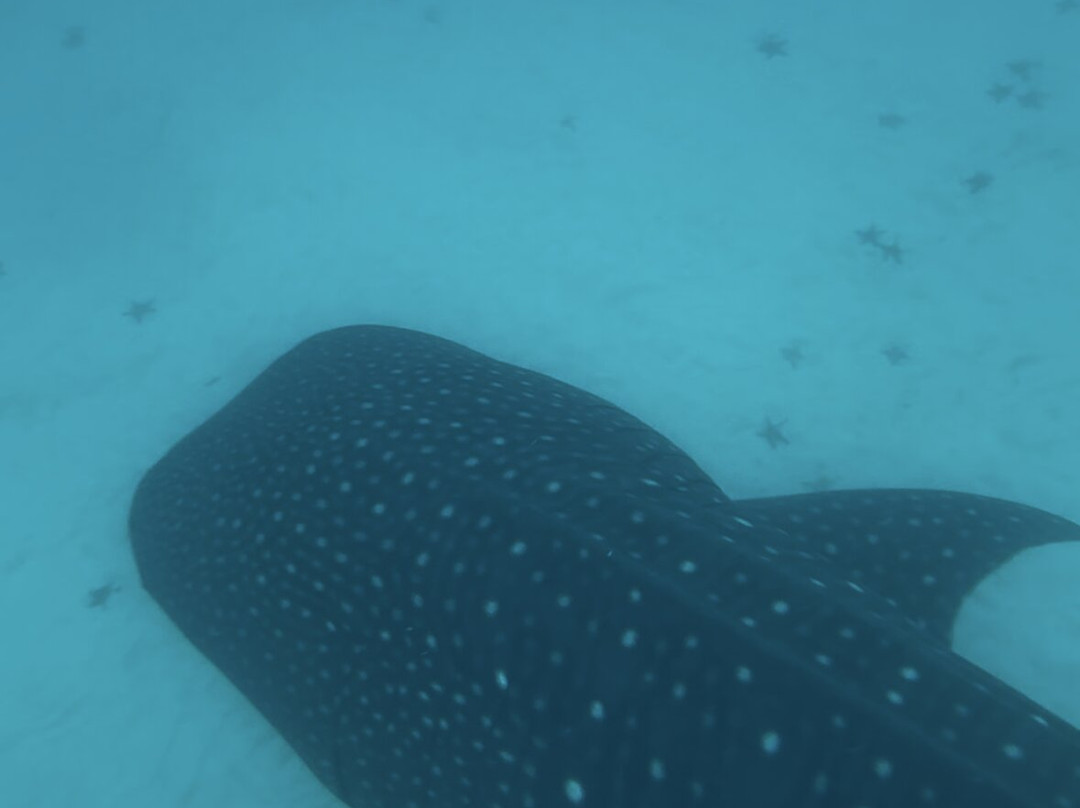 Mafia Whale Shark Tours-Kilindoni必去景点