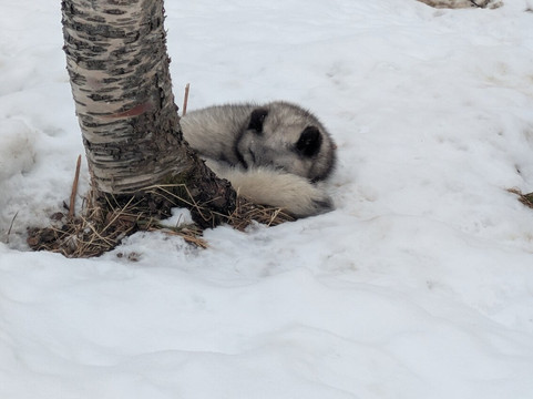 北极公园-Bardu Municipality必去景点