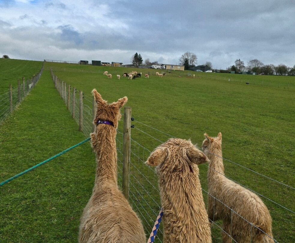 Severn Valley Alpacas-Bridgnorth必去景点