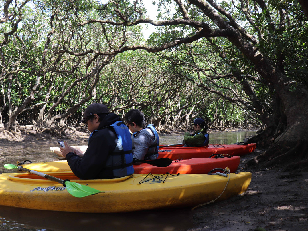 Kuroshio no Mori Mangrove Park-奄美市必去景点