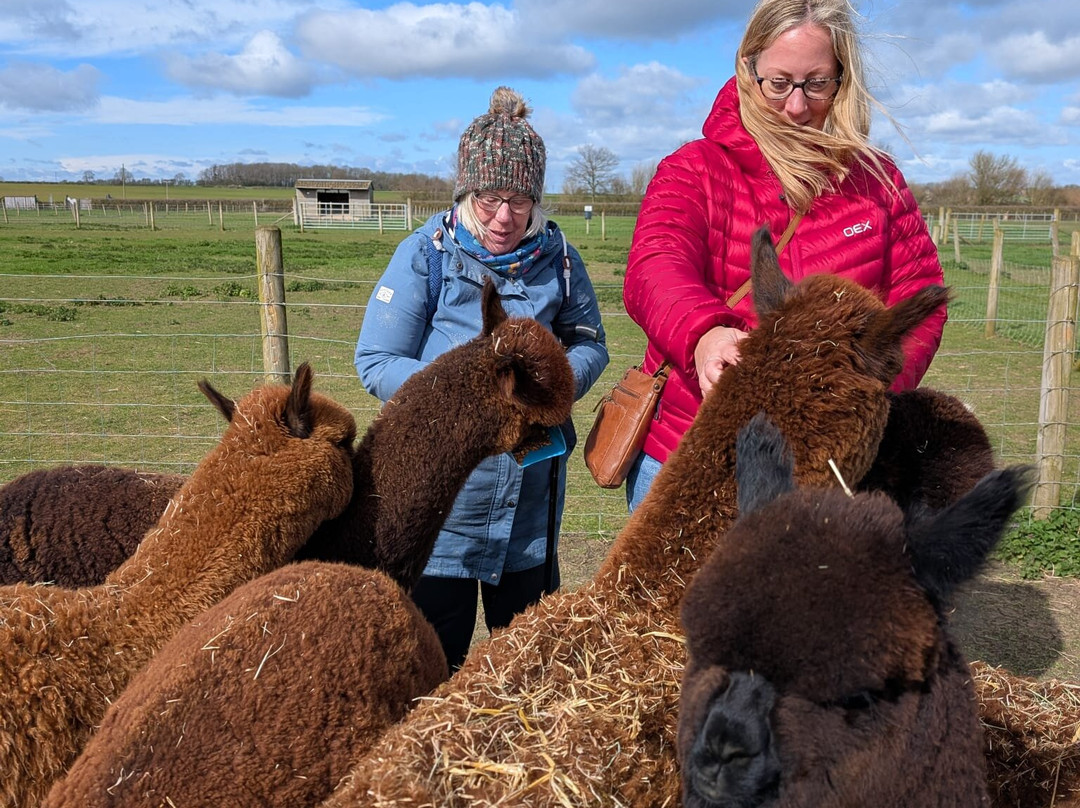 The Alpaca Centre at JandJ Alpacas-特伦特河畔纽瓦克必去景点