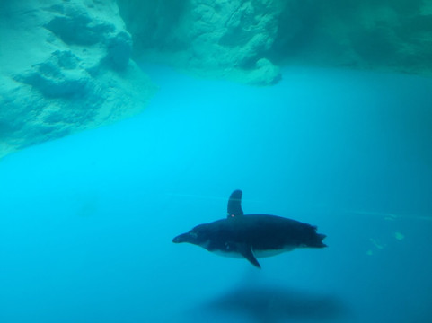 Mystic Aquarium-神秘河必去景点