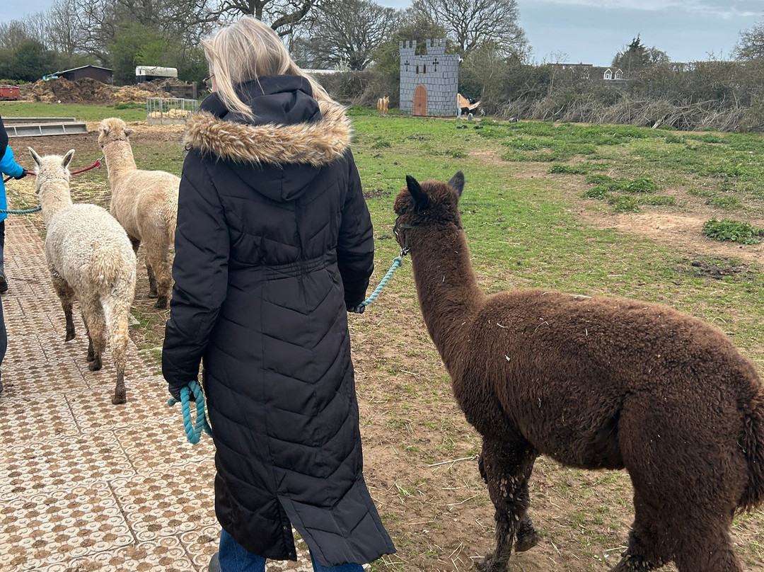 Lucky Tails Alpaca Farm-Atherstone必去景点