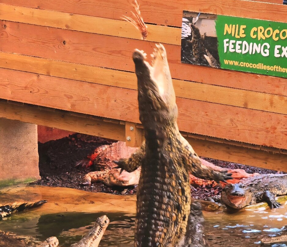 Crocodiles of the World-Brize Norton必去景点