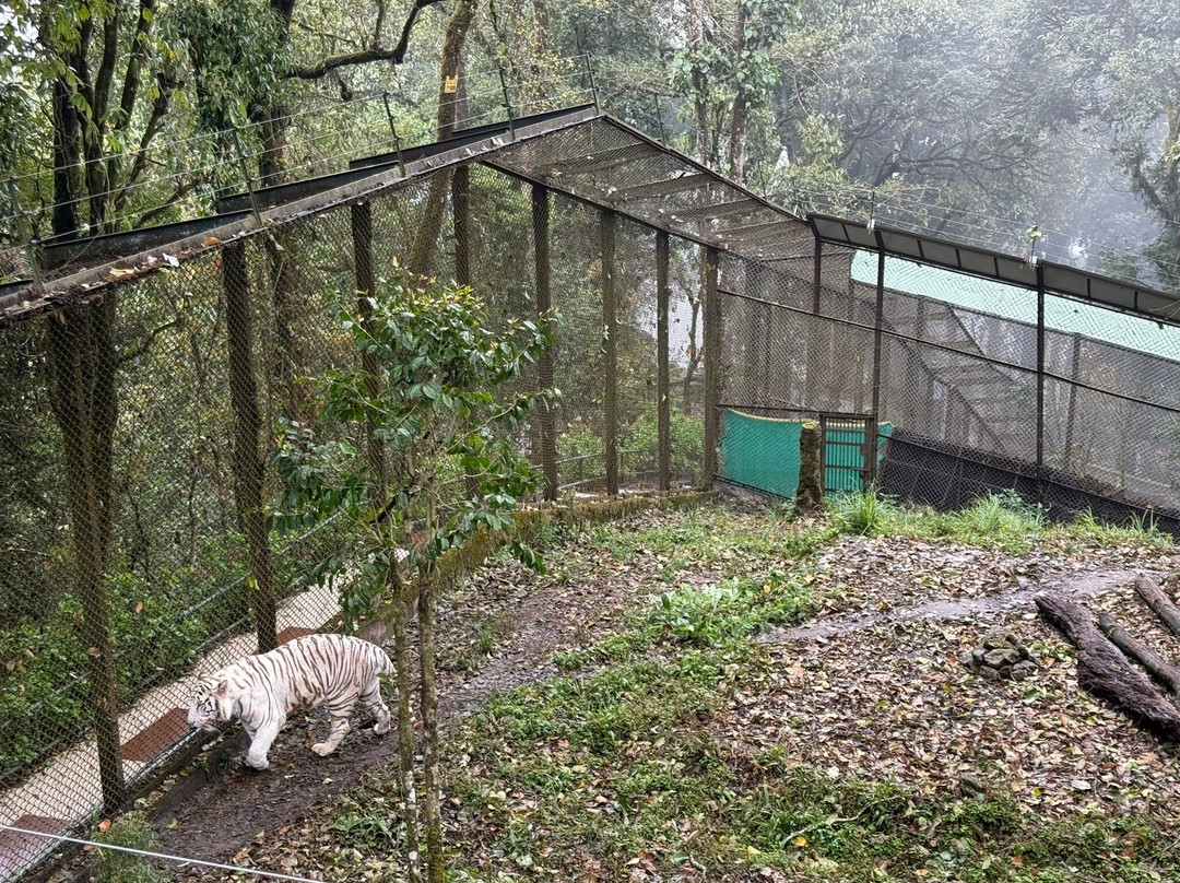 Padmaja Naidu Himalayan Zoological Park-大吉岭必去景点