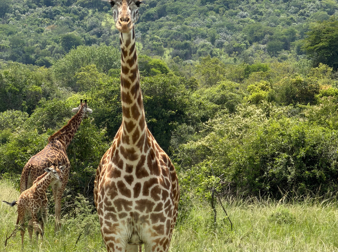 Go Discover Africa-吉佳利必去景点