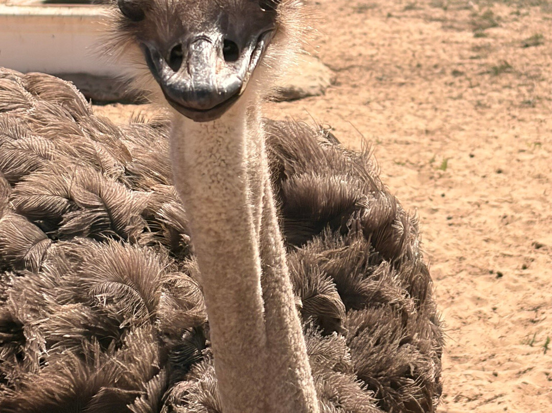 Cape Town Ostrich Ranch-开普敦中心区必去景点