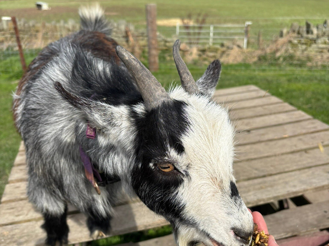 Walking the goats at Lower Coates-巴恩斯利必去景点