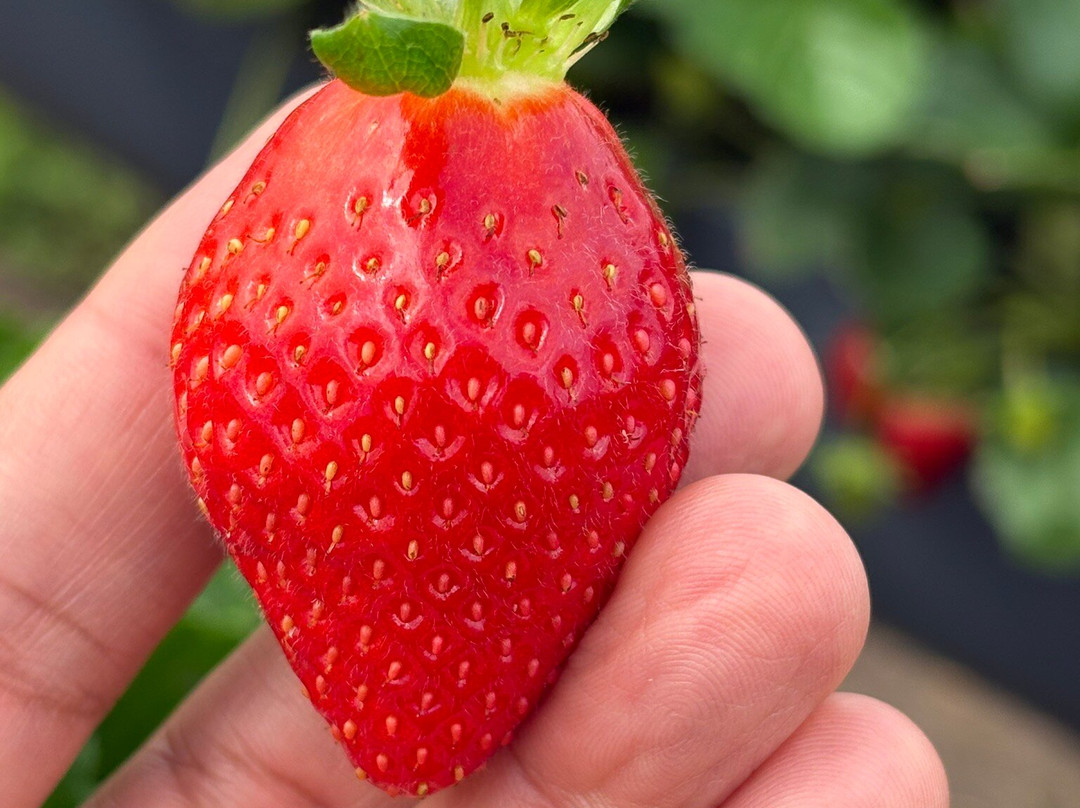 Sítio Frutas Vermelhas-Mucuge必去景点