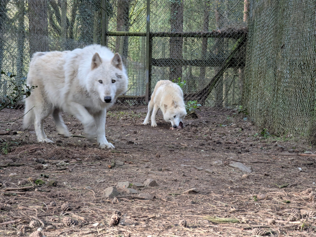 Lupi-Les Loups de Coat Fur-Lescouet-Gouarec必去景点