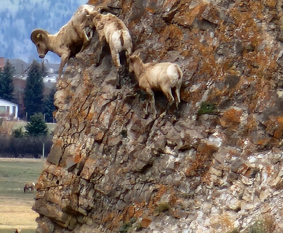 BrushBuck Wildlife Tours-杰克逊必去景点