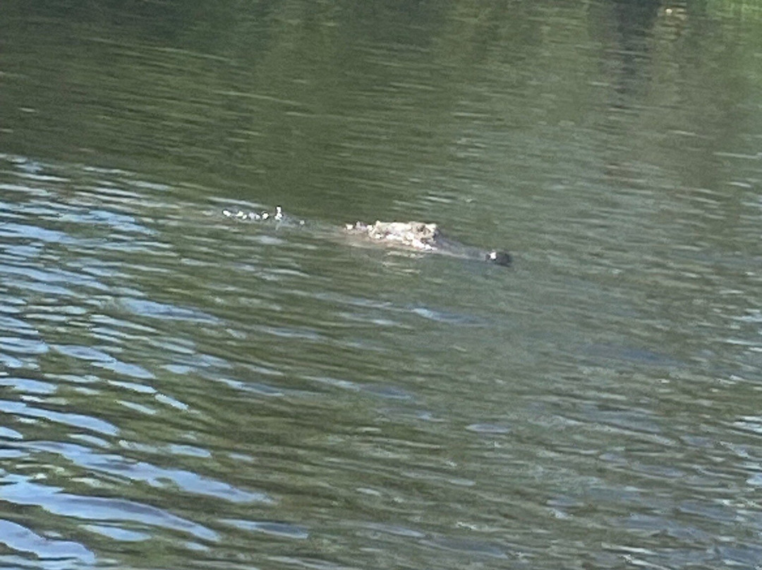 McGee's Louisiana Swamp & Airboat Tours-Henderson必去景点
