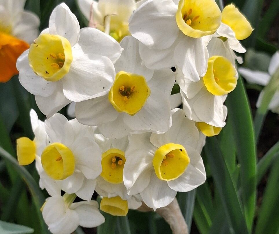 Floralia - Spring Flower Show-古鲁特－北臼阿登必去景点