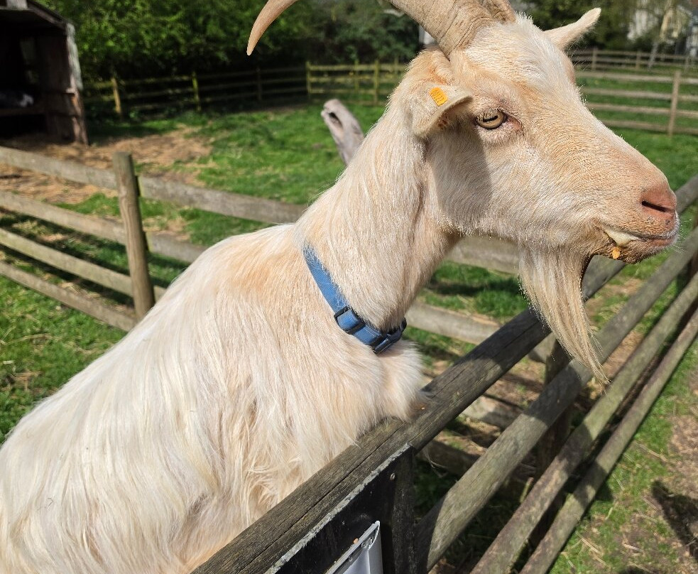 Baylham House Rare Breeds Farm-伊普斯威奇必去景点