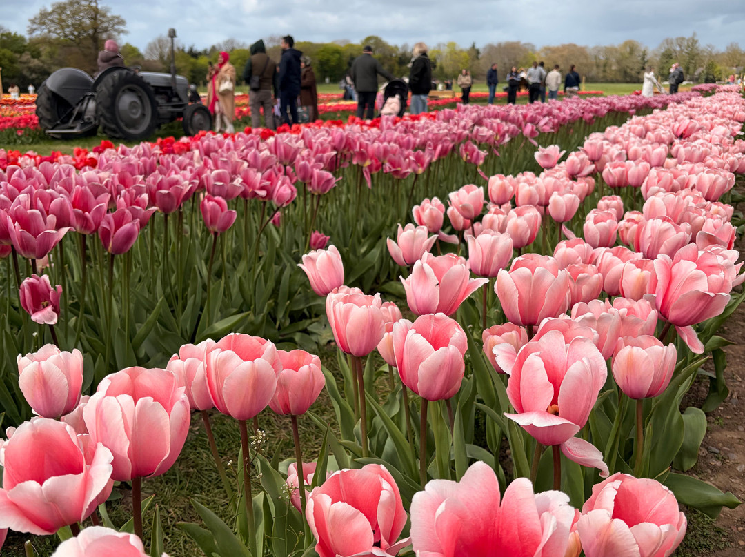 Tulleys Tulip Fields - Hertfordshire-圣奥尔本斯必去景点