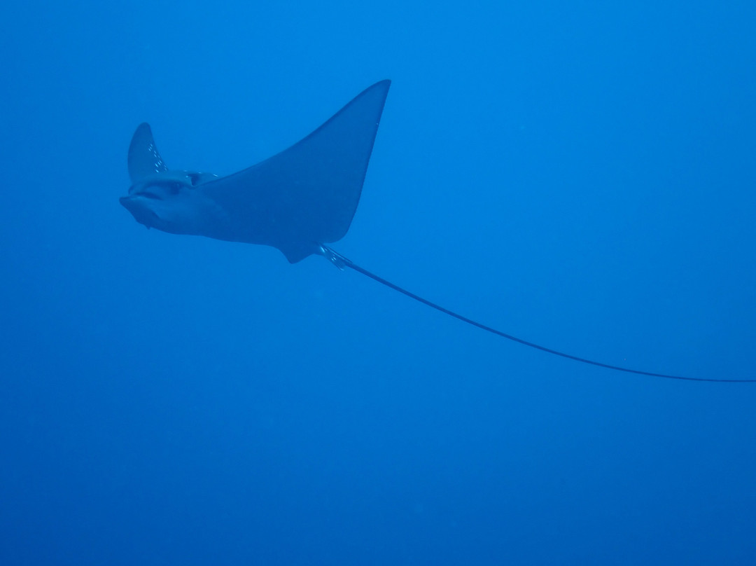 Euro-Divers LUX South Ari Atoll-南阿里环礁必去景点