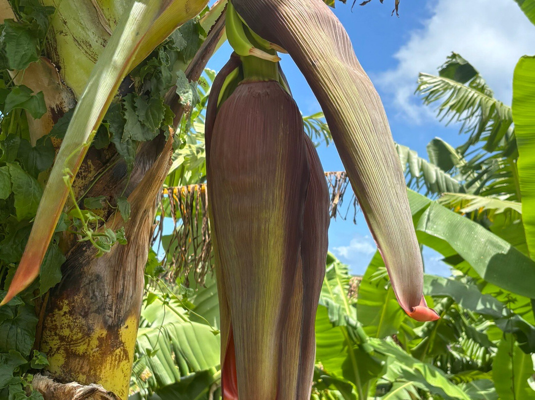 Banana Museum (Le Musee de la Banane)-马提尼克必去景点