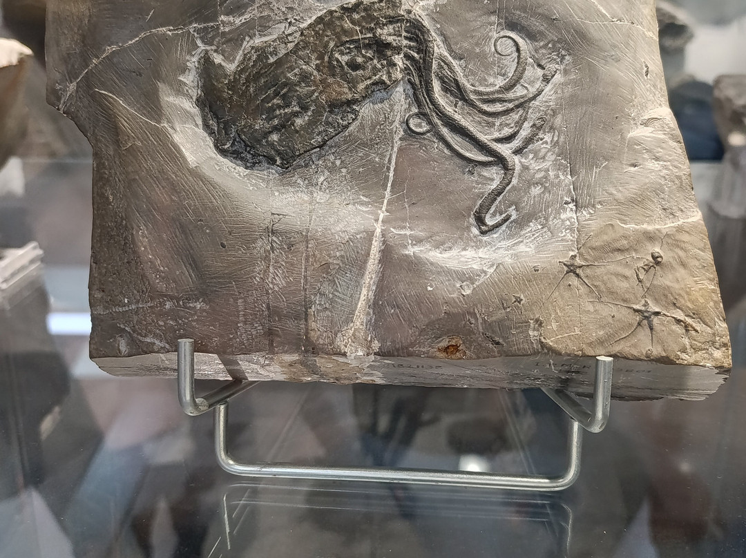 Le Muséum de l’Ardèche-Balazuc必去景点