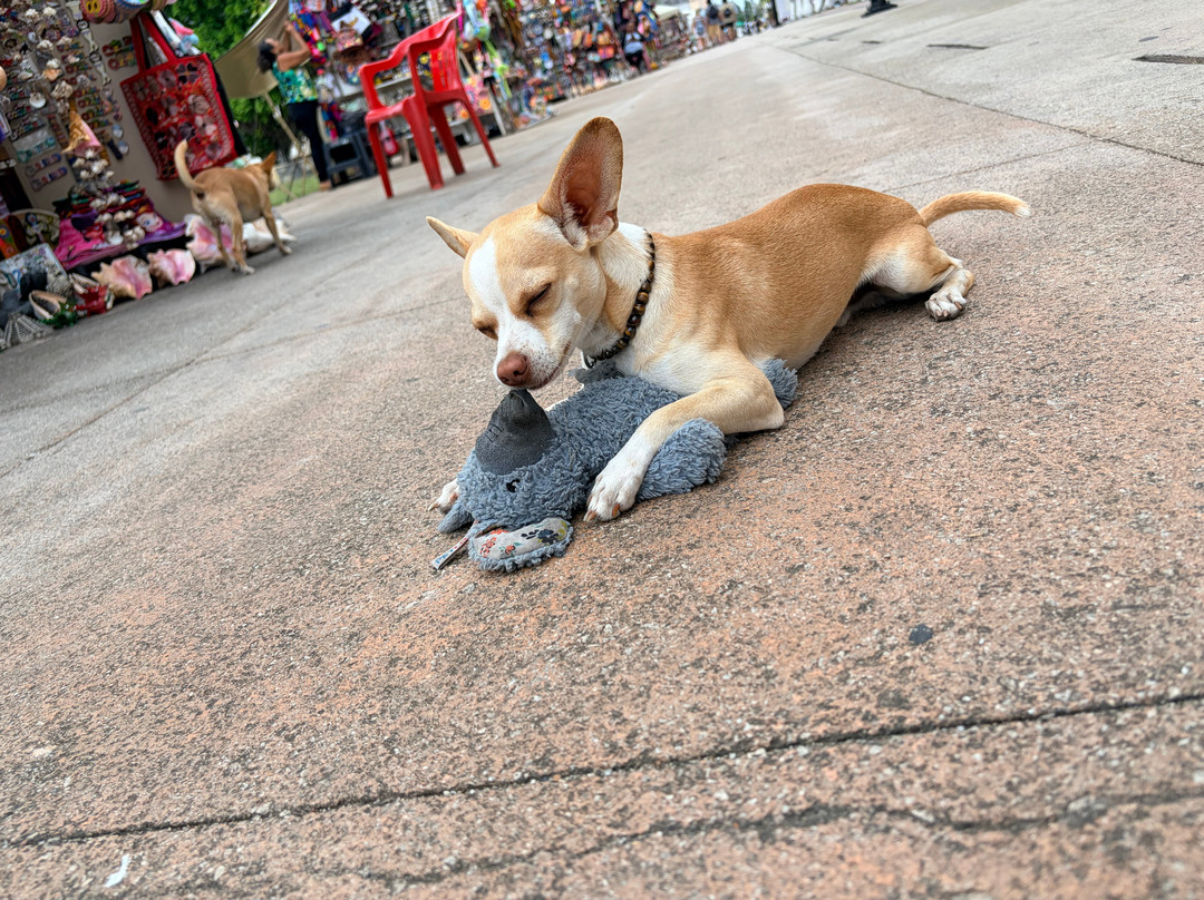 科苏梅尔神秘光环全套酒店 - 限成人主图
