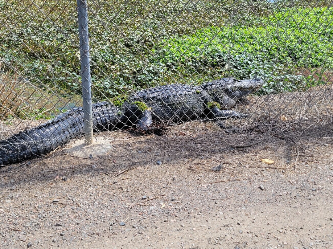 Phinizy Swamp Nature Park-奥古斯塔必去景点