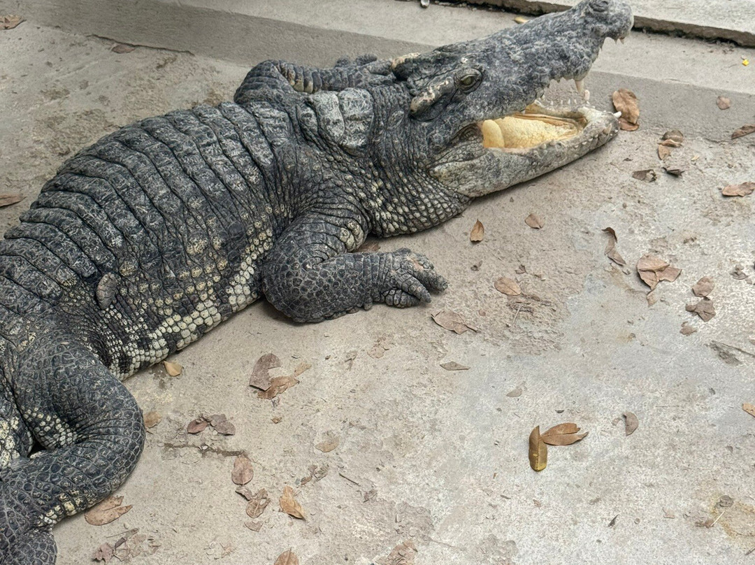 Battambang Crocodile Farm-马德望必去景点