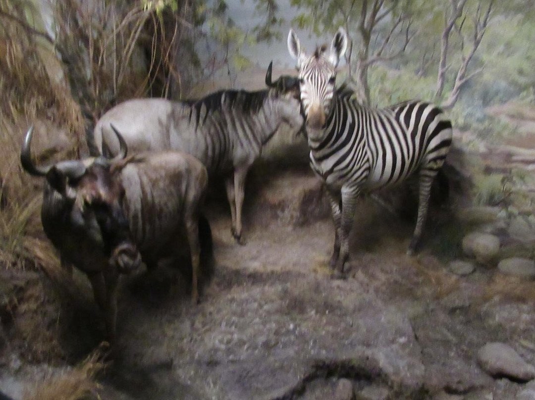 Naturhistorisches Museum Bern-伯尔尼必去景点